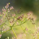 国产超薄肉丝高跟在线观看 usc3qsq