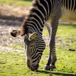 幸福都市漫画免费:探索城市生活中的爱与梦想的精彩故事 28h8o