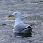 回春丹歌曲:传递青春与希望的旋律 4n0rmupcbx