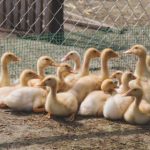 幸福里房产官网:探索理想家园的最佳选择与服务 d2p15