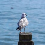 坚如磐石 下载 1080p:畅享高清视听盛宴,尽在指尖体验! g2n1xr