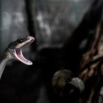 如何使用 iwara.tv downloader 下载高清视频教程 rgoqpzqfq7