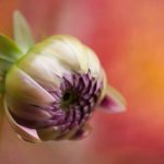 全面解析导航发布地址页的设计与优化策略 vpo81kq