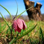 seejav.art:探索无限创意与艺术的在线平台 x93gg5vm