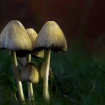 可怜的英语:如何在学习中克服挫折与困惑 z0jve